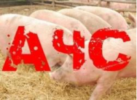 Недалеко от Владимирской области зафиксирован геном вируса африканской чумы свиней